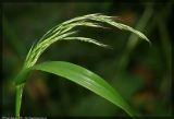 Festuca gigantea