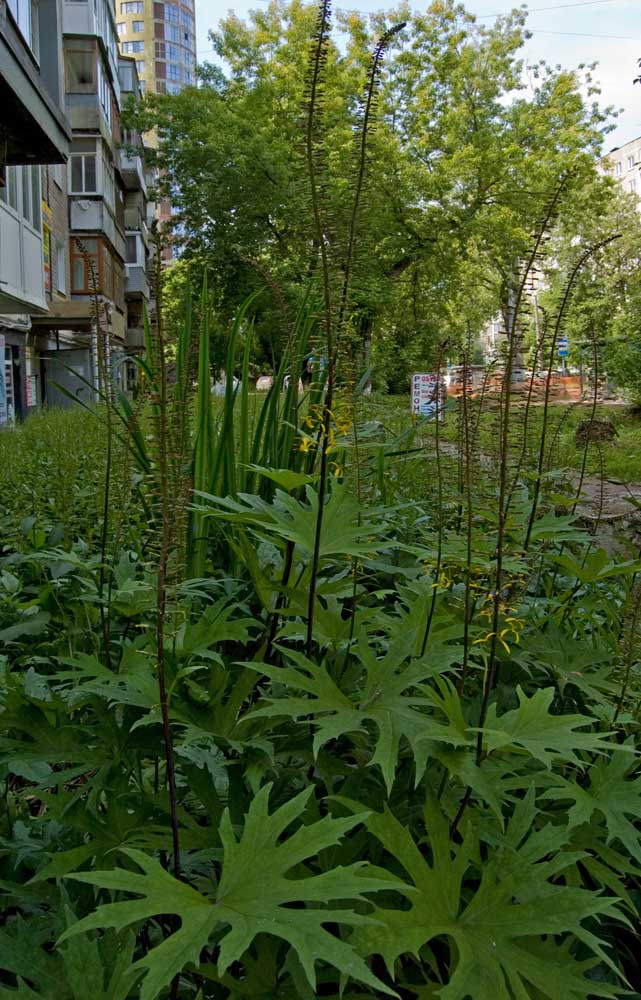 Image of Ligularia przewalskii specimen.