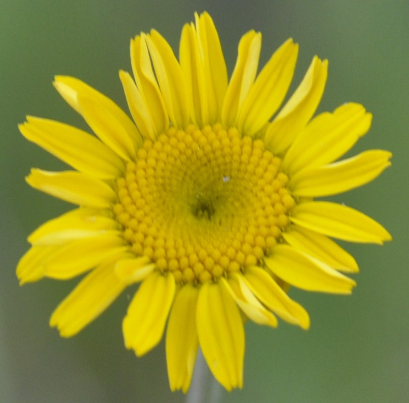 Изображение особи Anthemis tinctoria.