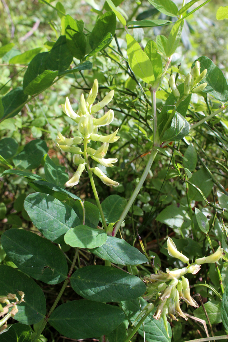 Изображение особи Astragalus glycyphyllos.