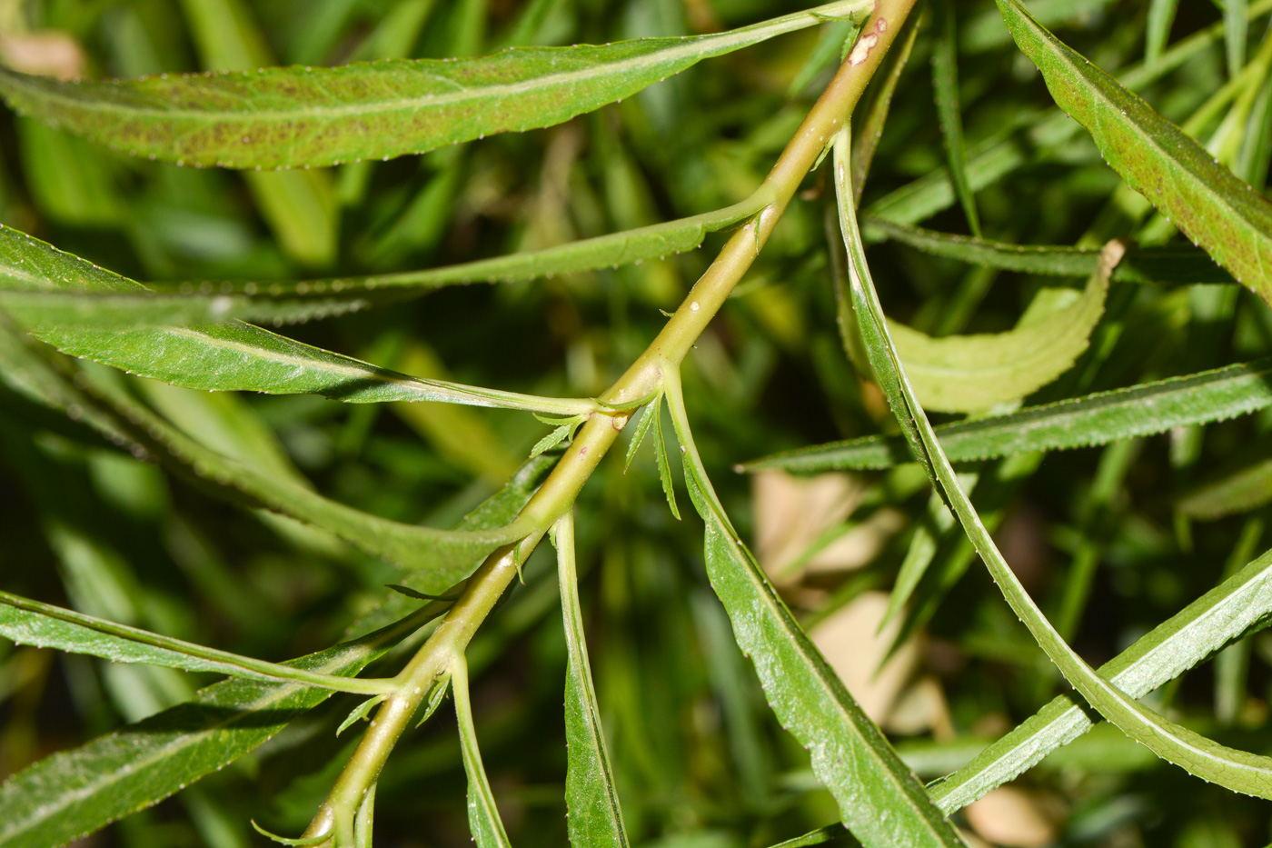 Image of Lobelia laxiflora specimen.