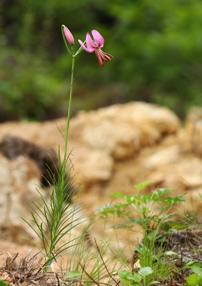 Image of Lilium cernuum specimen.