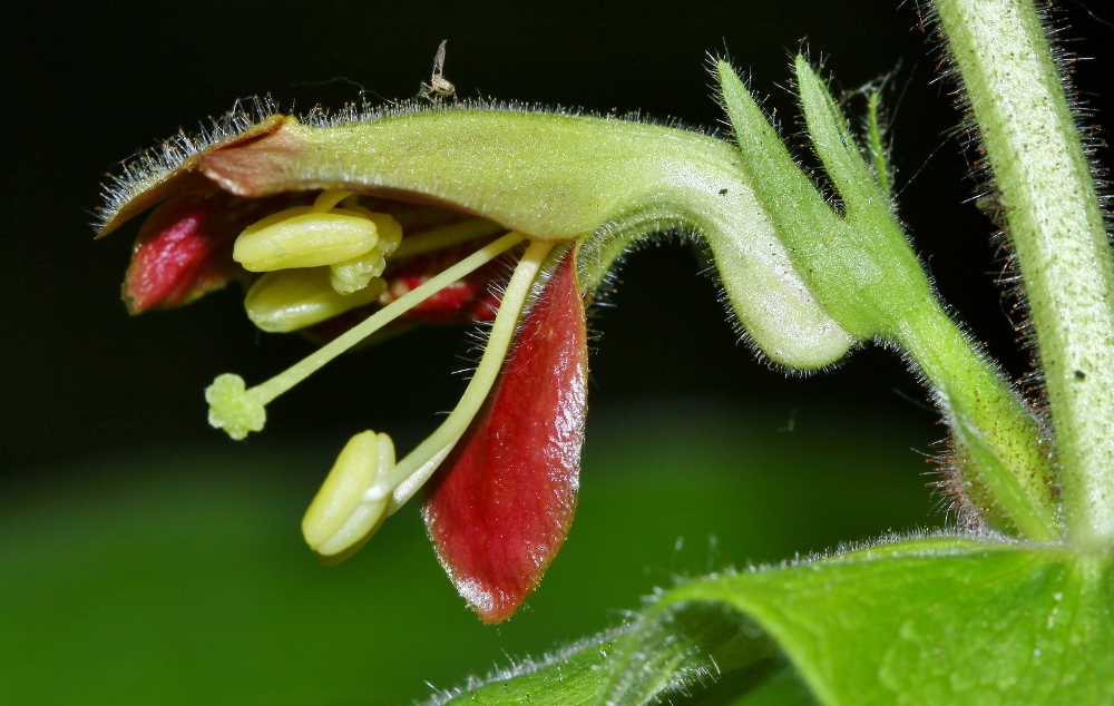 Изображение особи Triosteum sinuatum.