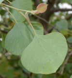 Populus pruinosa