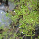 Galium trifidum