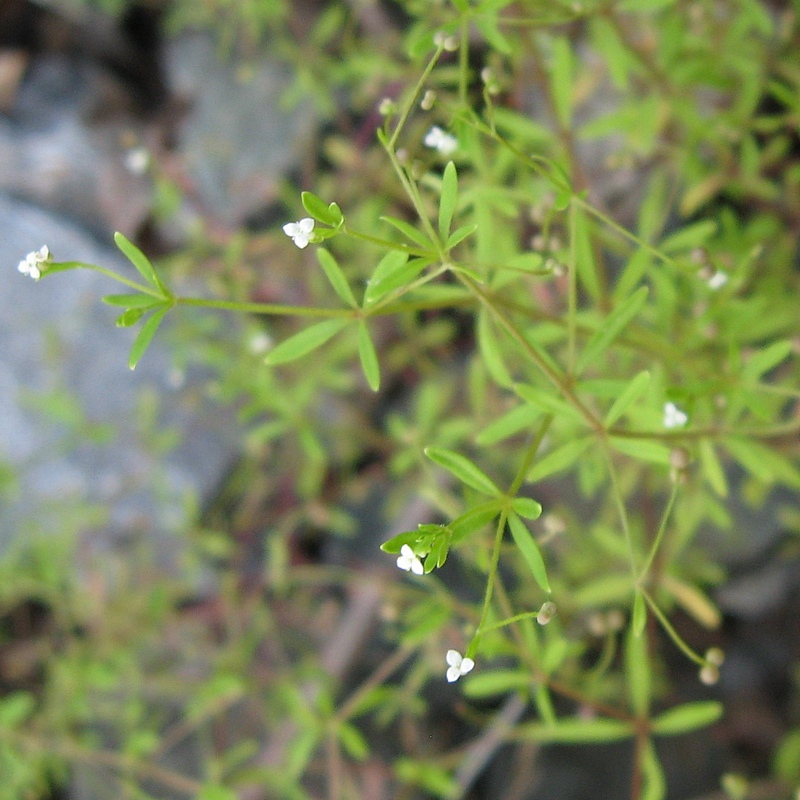 Изображение особи Galium trifidum.