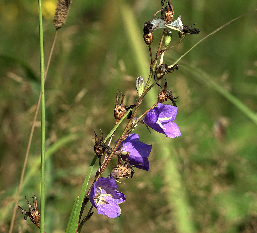 Image of Campanula persicifolia specimen.