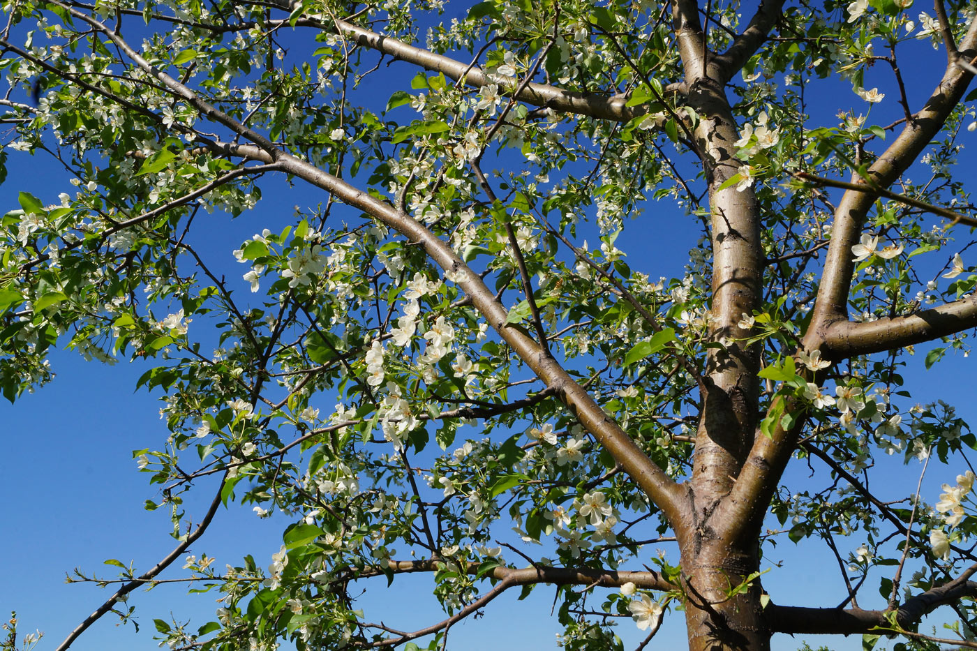 Изображение особи Malus baccata.