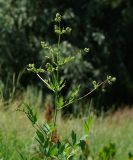 Thalictrum flavum