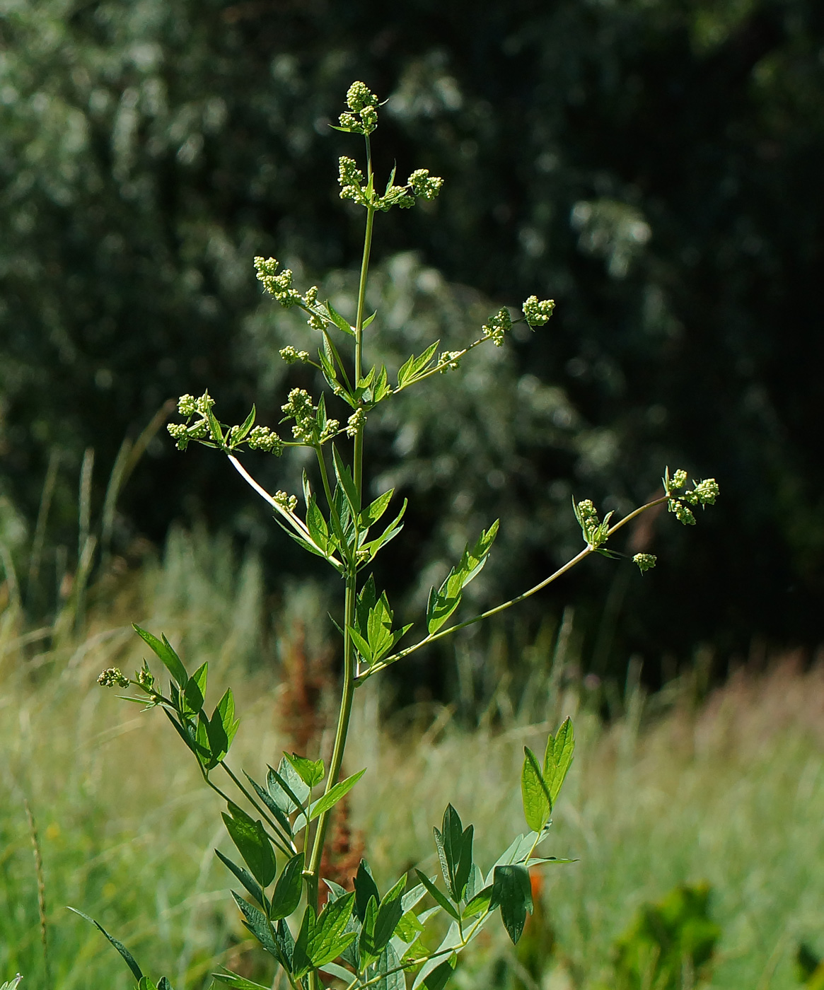 Image of Thalictrum flavum specimen.