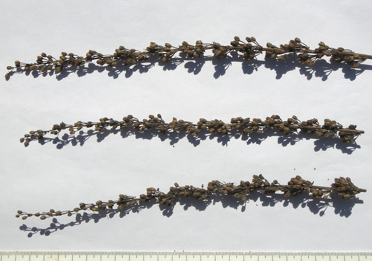 Image of Verbascum lychnitis specimen.