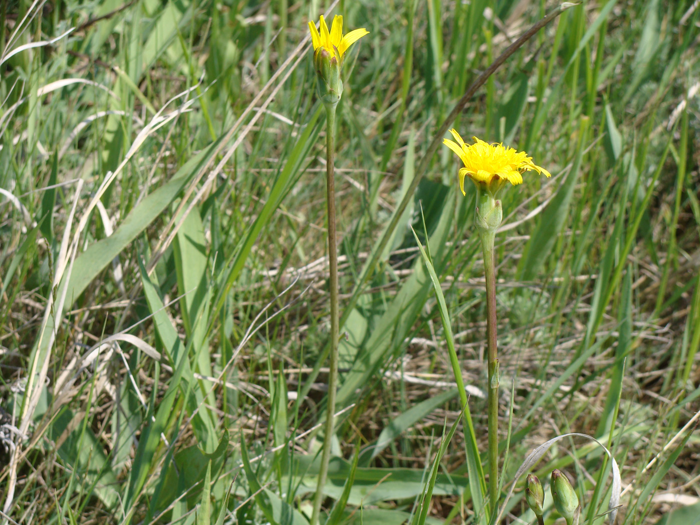 Изображение особи Scorzonera austriaca.