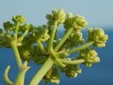 Crithmum maritimum. Оборотная сторона соцветия. Крым, Черноморский р-н, окр. села Оленёвка, Большой Атлеш, обрывистый склон. Август 2017 г.