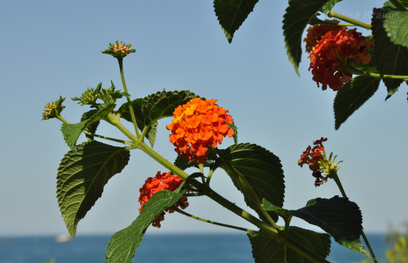 Image of Lantana camara specimen.