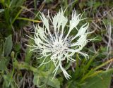 Centaurea cheiranthifolia