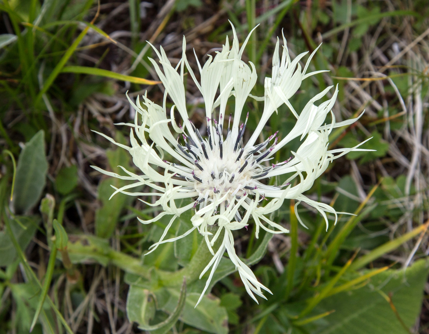 Image of Centaurea cheiranthifolia specimen.