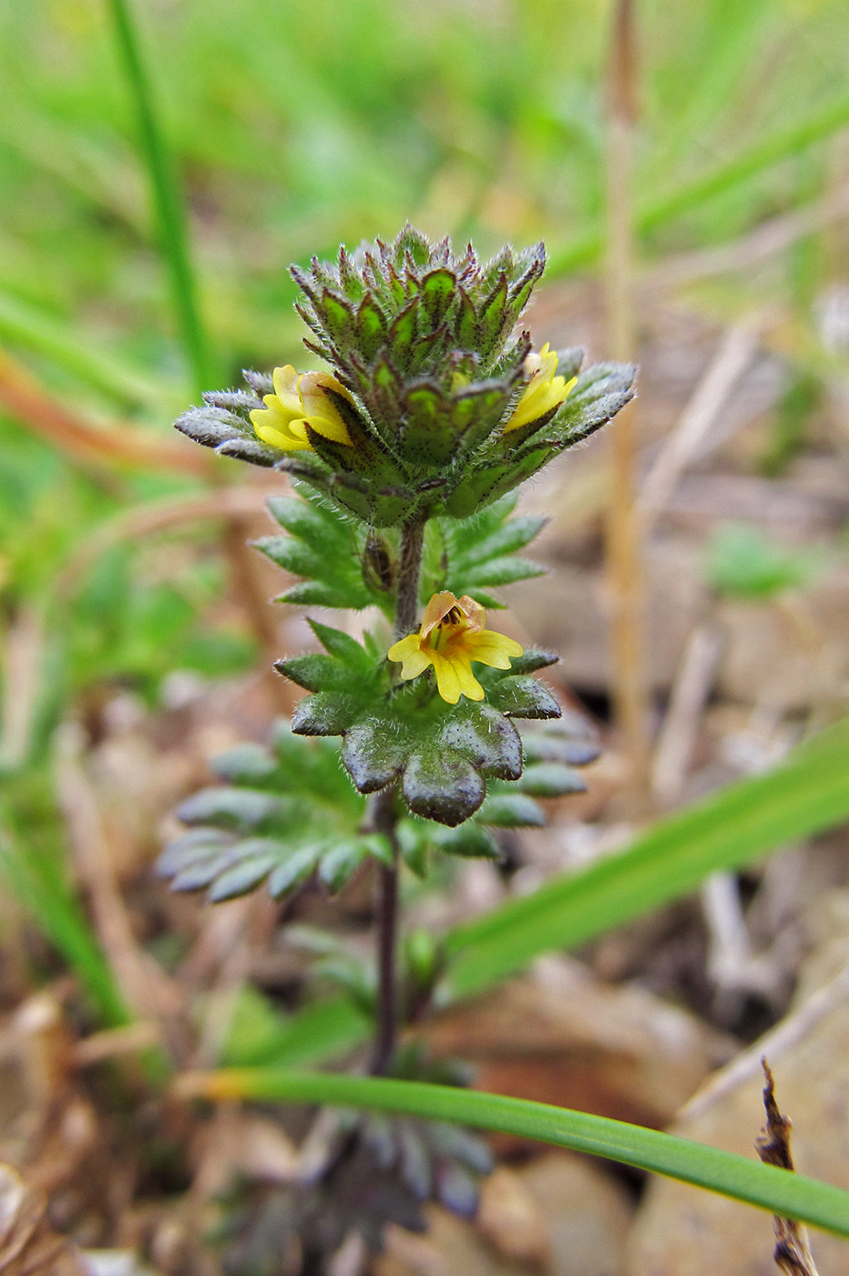 Изображение особи Euphrasia mollis.