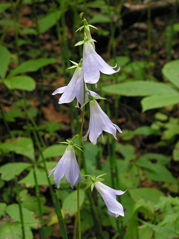 Изображение особи Adenophora remotiflora.