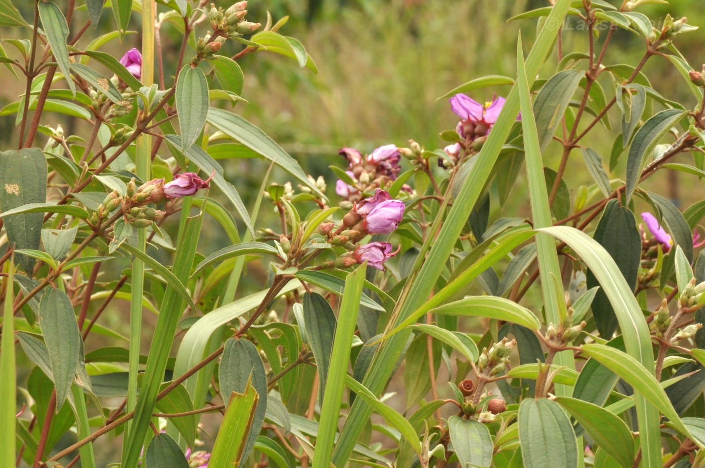 Изображение особи семейство Melastomataceae.