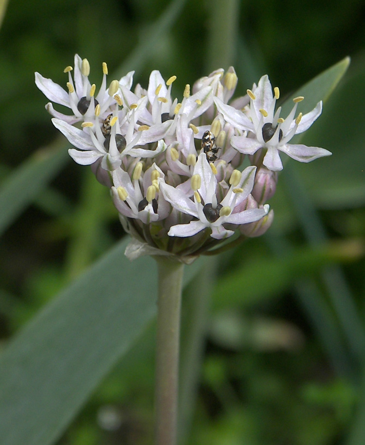 Изображение особи Allium kharputense.