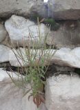 Epilobium palustre. Цветущее и плодоносящее растение. Иркутск, площадь Конституции, подпорная стенка. 27.07.2017.