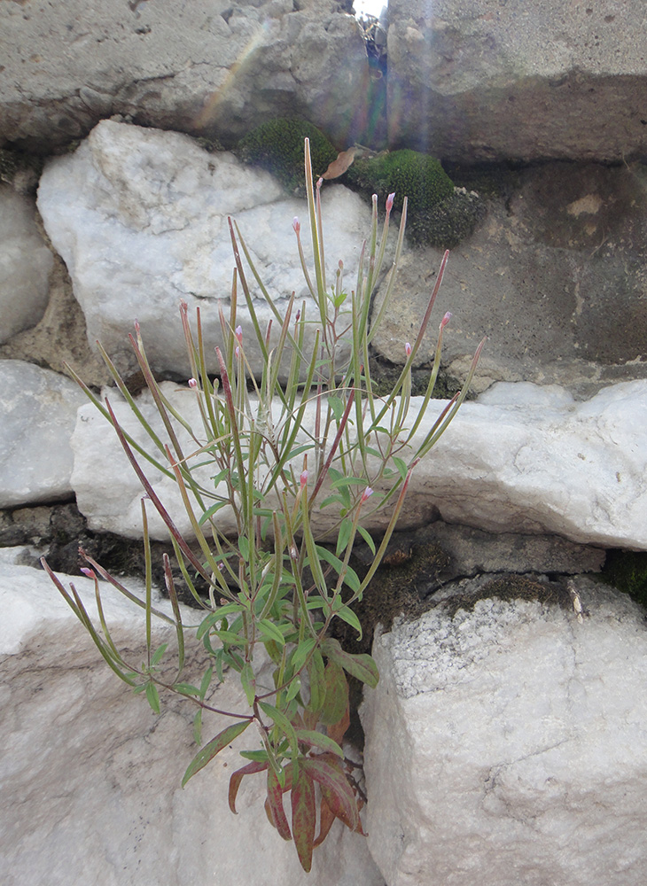 Image of Epilobium palustre specimen.