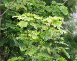 Acer platanoides