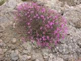 Dianthus orientalis