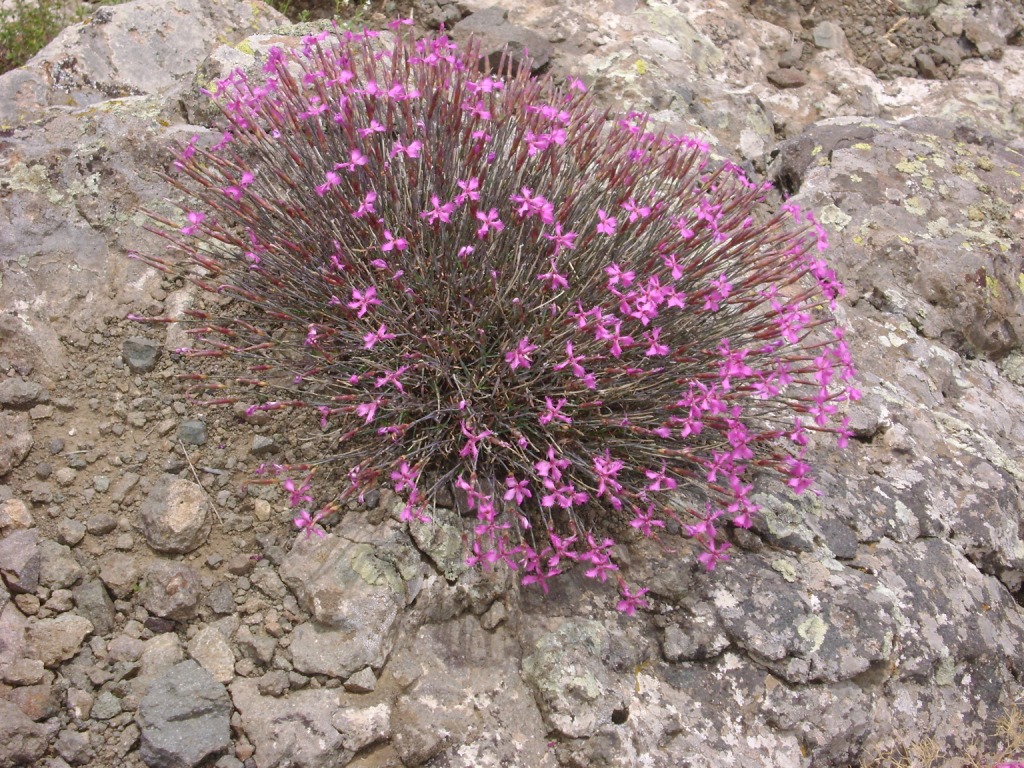 Image of Dianthus orientalis specimen.