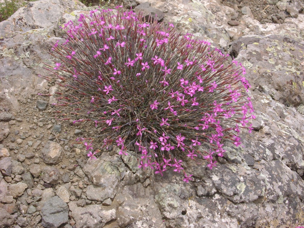 Изображение особи Dianthus orientalis.