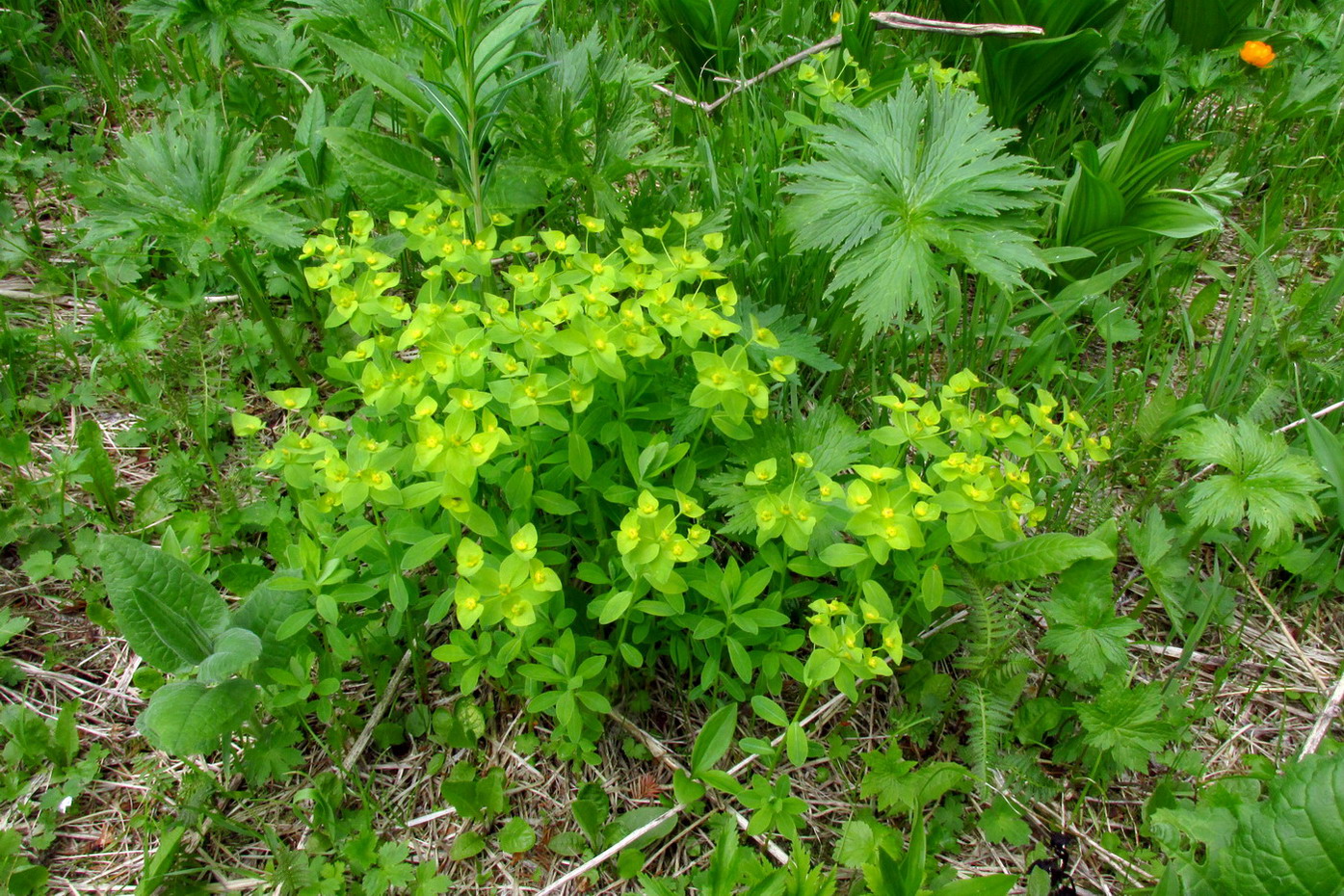 Изображение особи Euphorbia ambukensis.