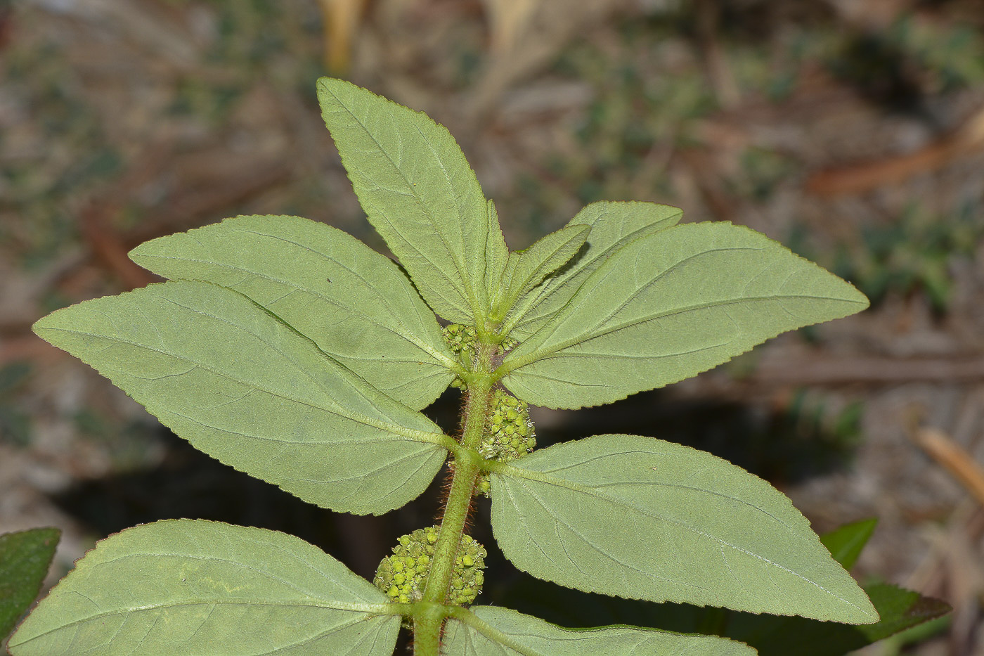 Image of Euphorbia hirta specimen.