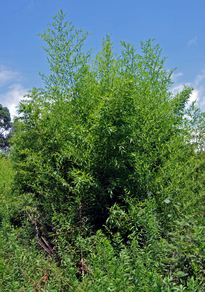 Изображение особи род Phyllostachys.