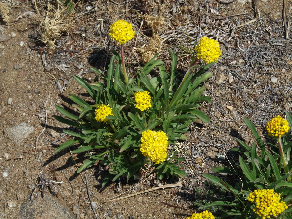 Image of Patrinia sibirica specimen.