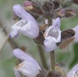 Salvia fruticosa