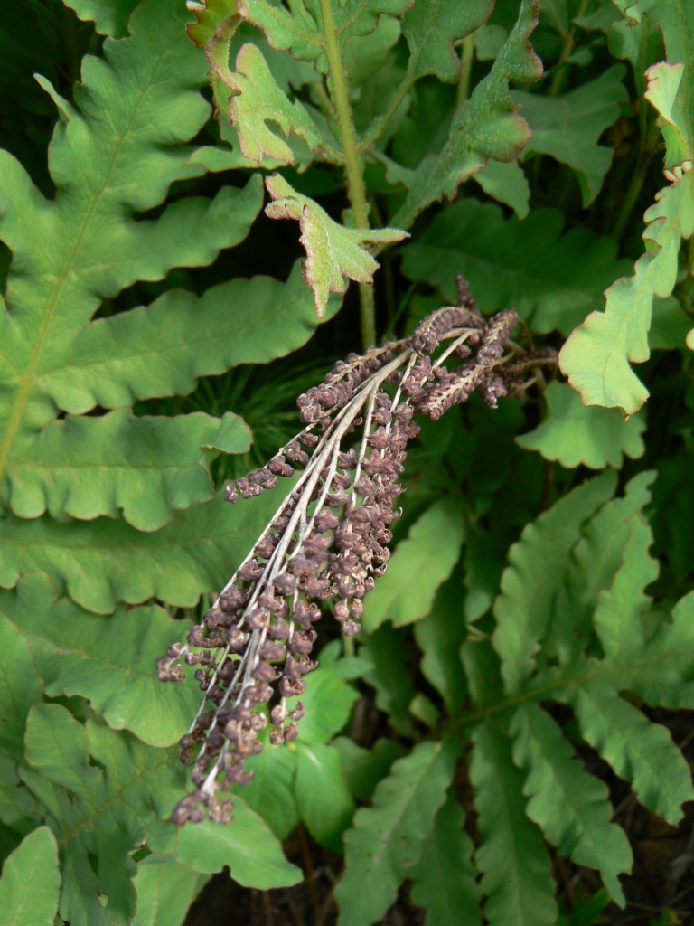 Image of Onoclea sensibilis specimen.