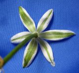 Ornithogalum kochii