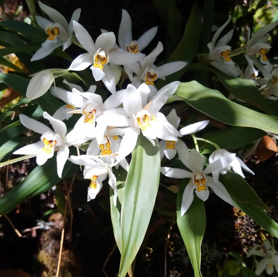 Image of Coelogyne nitida specimen.