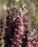 Anacamptis coriophora ssp. fragrans