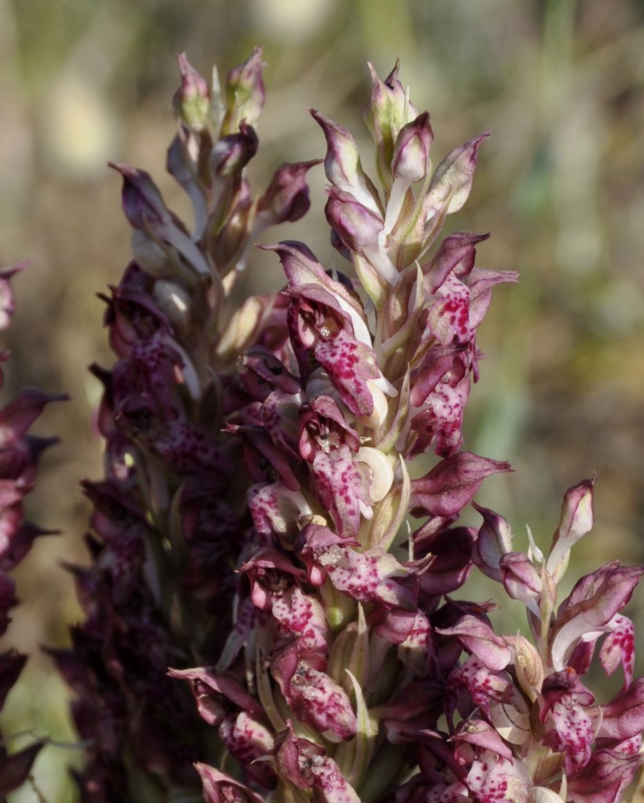 Image of Anacamptis coriophora ssp. fragrans specimen.