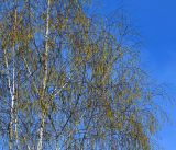 Betula pendula