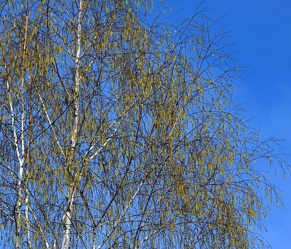 Image of Betula pendula specimen.