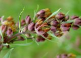 Thalictrum simplex