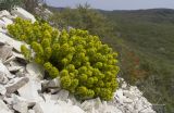 Cruciata taurica. Цветущее растение. Краснодарский край, м/о г. Новороссийск, гора Лысая, заброшенный мергелевый карьер, каменистая осыпь. 17.04.2018.