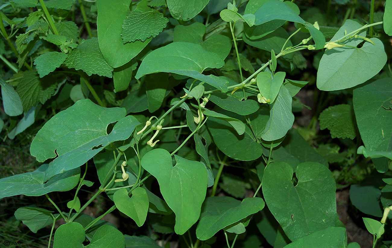 Изображение особи Aristolochia clematitis.