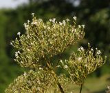 Valeriana dubia