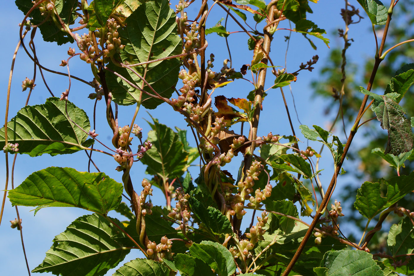 Image of Cuscuta lupuliformis specimen.