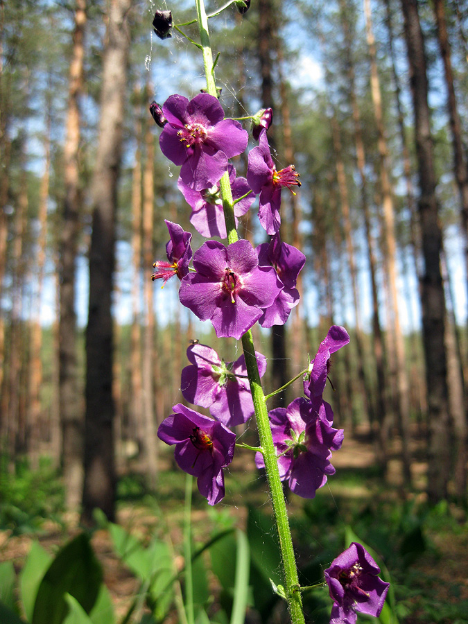 Изображение особи Verbascum phoeniceum.