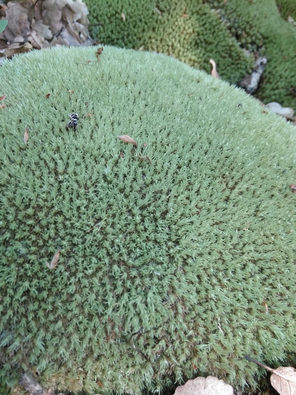 Изображение особи род Leucobryum.