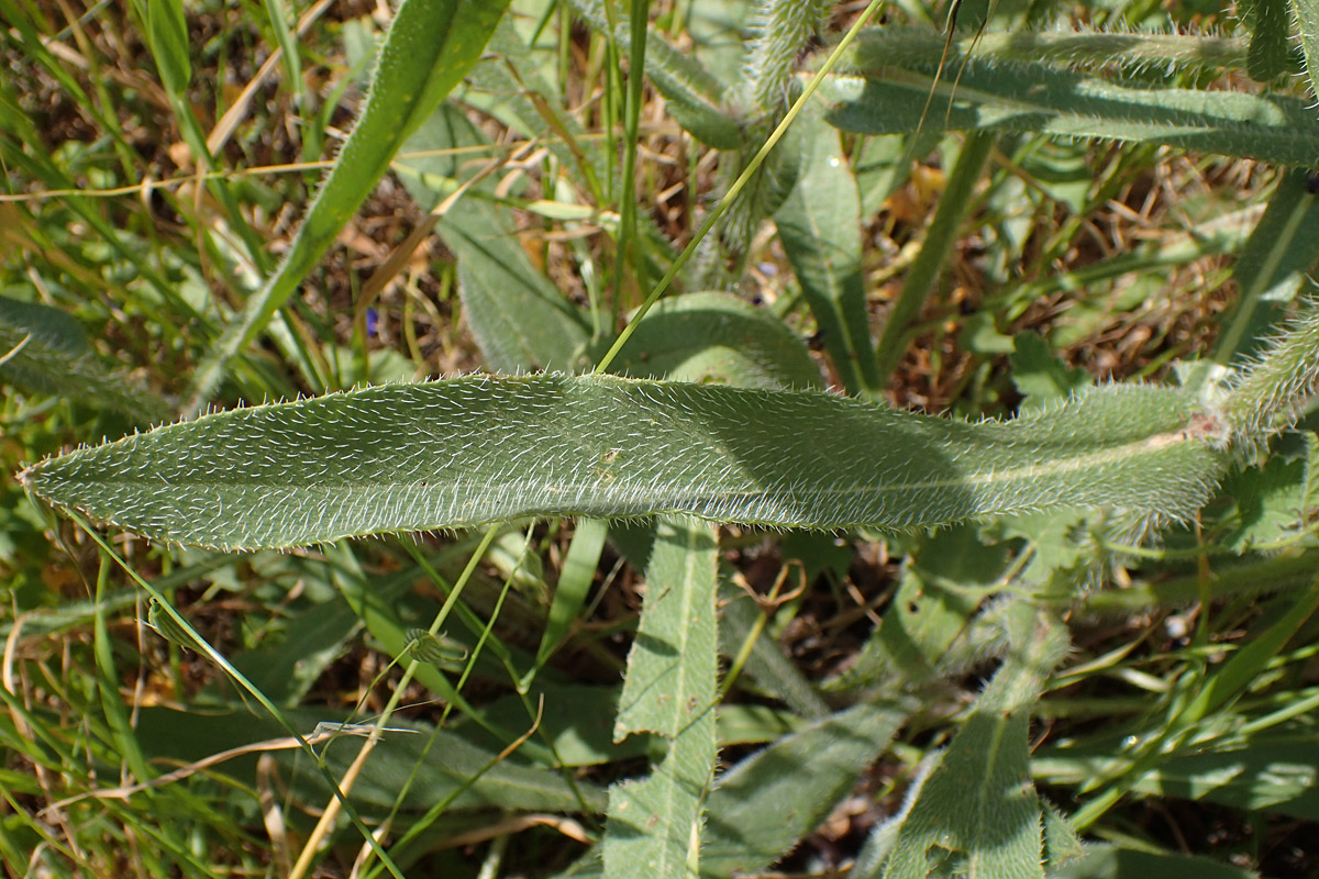 Image of Anchusa azurea specimen.